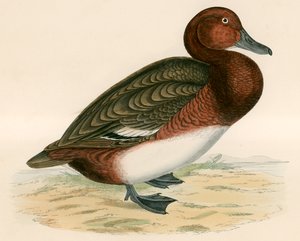 ferruginous ördek